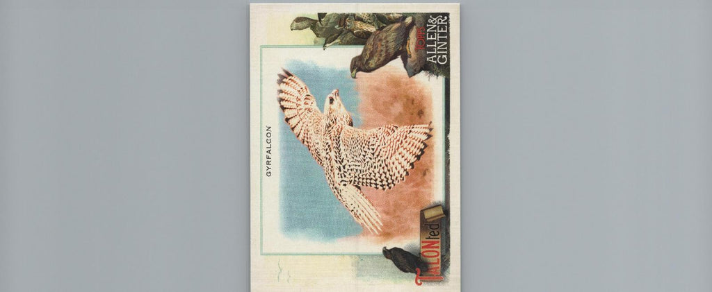 2023 Topps Allen & Ginter #TT-15 Gyrfalcon Talonted